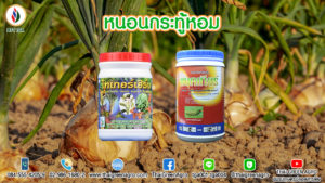หนอนกระทู้หอม