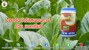 ป้องกันกำจัดหนอนคะน้าด้วยแบคเทียร์