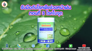 รับมือกับโรคพืชช่วงหน้าฝน ตอนที่ 3 โรคใบจุด