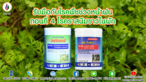 รับมือกับโรคพืชช่วงหน้าฝน ตอนที่ 4 โรคราสนิมขาวในผัก