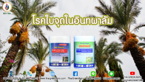 โรคใบจุดอินทผลัมกำจัดแบบปลอดสารพิษ