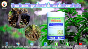 ป้องกันแก้ปัญหาโรคเน่าโคนเน่าในช่วงหน้าฝน
