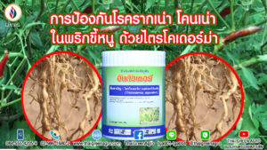 การป้องกันโรครากเน่า โคนเน่า ในพริกขี้หนู ด้วยไตรโคเดอร์ม่า