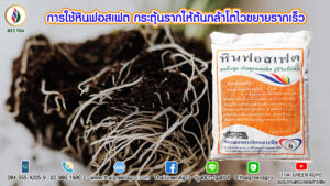 การใช้หินฟอสเฟต กระตุ้นรากให้ต้นกล้าโตไวขยายรากเร็ว