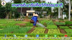 เกษตรอินทรีย์คือวิถีธรรมชาติ