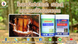 โรคราเส้นดำ(Black  stripe)ยางพาราที่ค้างคายาวนาน