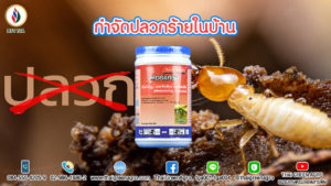 กำจัดปลวกร้ายในบ้าน
