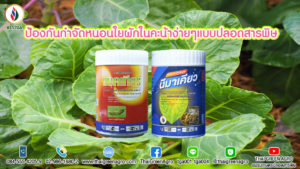 ป้องกันกำจัดหนอนใยผักในคะน้าง่ายๆแบบปลอดสารพิษ