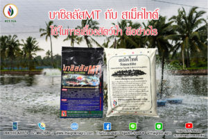 บาซิลลัสMT กับ สเม็คไทต์ ใช้ในการเลี้ยงสัตว์น้ำดีอย่างไร