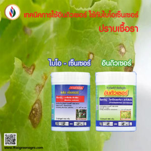 เทคนิคการใช้อินดิวเซอร์ใช้กับไบโอเซ็นเซอร์ปราบเชื้อรา