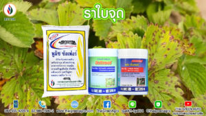 ราใบจุด