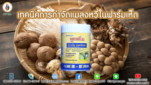เทคนิคการกำจัดแมลงหวี่ในฟาร์มเห็ด