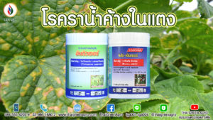 โรคราน้ำค้างในแตง