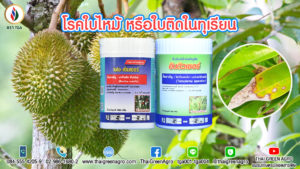 โรคใบไหม้ หรือใบติดในทุเรียน