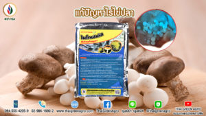 แก้ปัญหาไรไข่ปลา