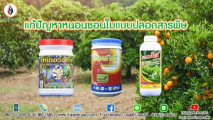 แก้ปัญหาหนอนชอนใบแบบปลอดสารพิษ