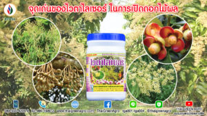 จุดเด่นของไวตาไลเซอร์ ในการเปิดดอกไม้ผล