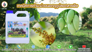 เทคนิคการทำมะม่วงนอกฤดูปลอดสารพิษ