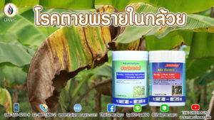 โรคตายพรายในกล้วย