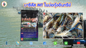 บาซิลัส MT ในบ่อกุ้งอินทรีย์