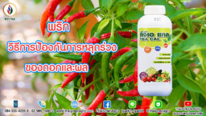 พริก: วิธีการป้องกันการหลุดร่วงของดอกและผล