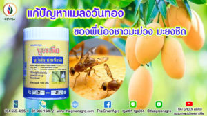 แก้ปัญหาแมลงวันทองของพี่น้องชาวมะม่วง มะยงชิด