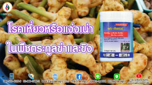 โรคเหี่ยวหรือแง่งเน่าในพืชตระกูลข่าและขิง