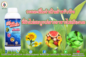 กรดอะมิโนจำเป็นสำหรับพืชที่ดินไม่สมบูรณ์สารอาหารไม่เพียงพอ